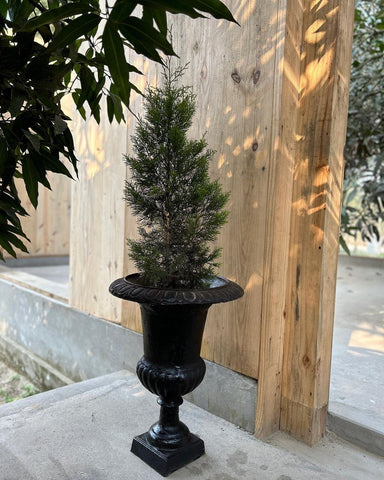 Medici Urn